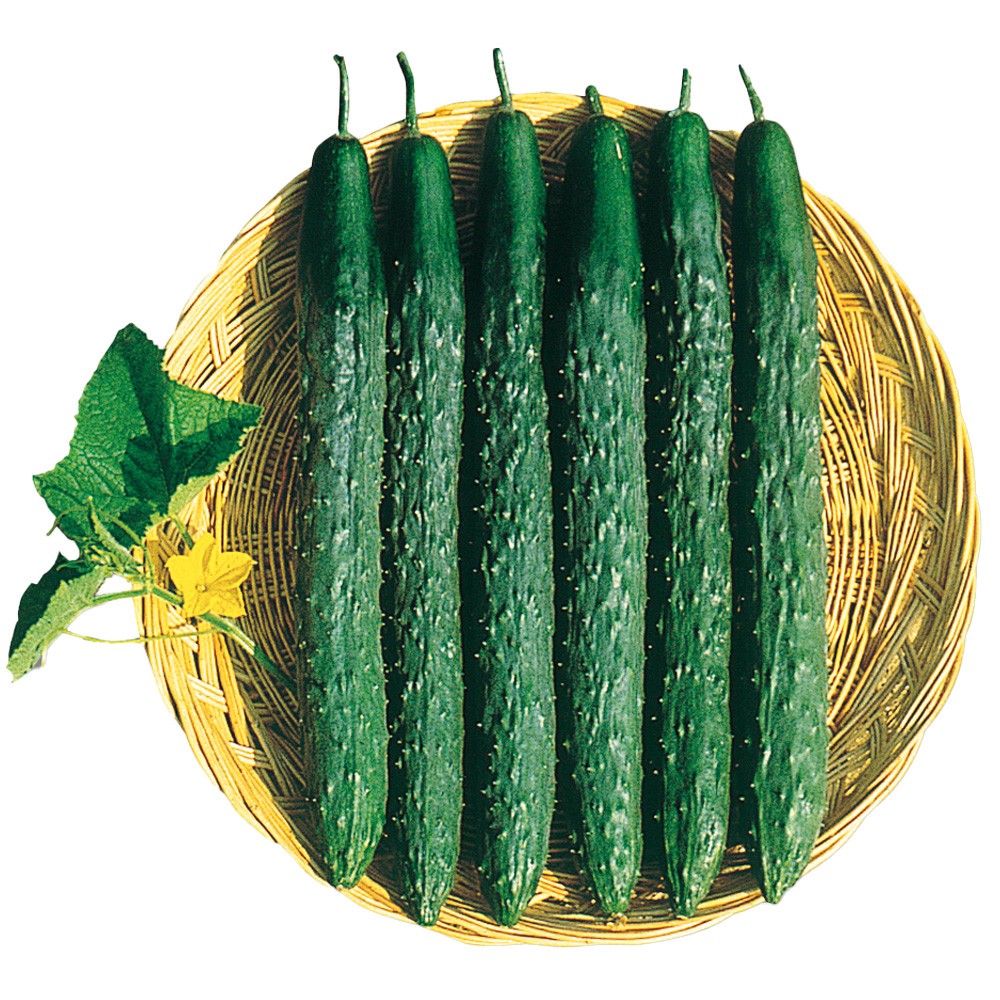実生野菜苗 キュウリ F1北京四葉