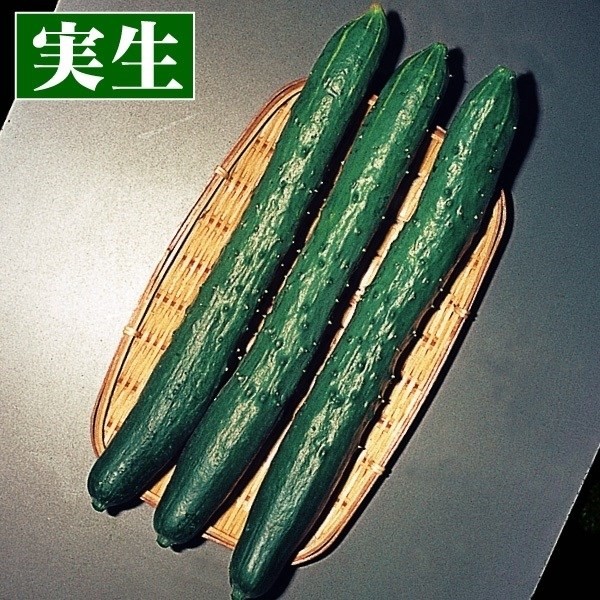 実生野菜苗 キュウリ 夏節成きゅうり