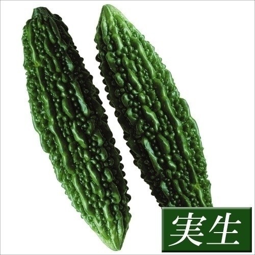 実生野菜苗 ゴーヤ 願寿苦瓜