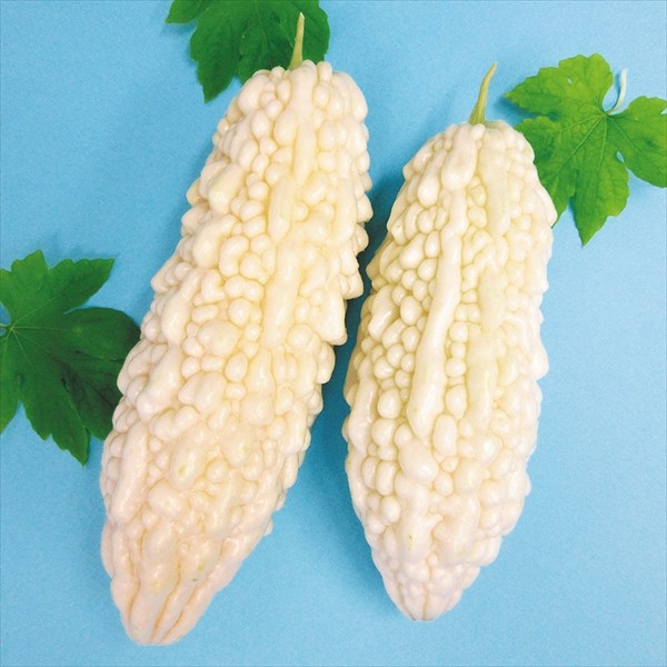 実生野菜苗 ゴーヤ 沖縄白ゴーヤ
