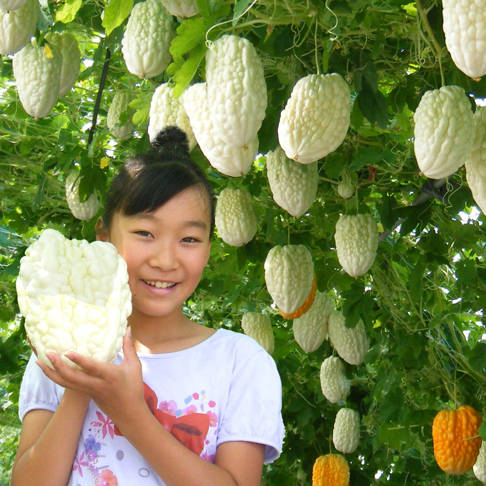 実生野菜苗 ゴーヤ アップルゴーヤR(農林水産省登録品種登録名：岡村白秀) PVP