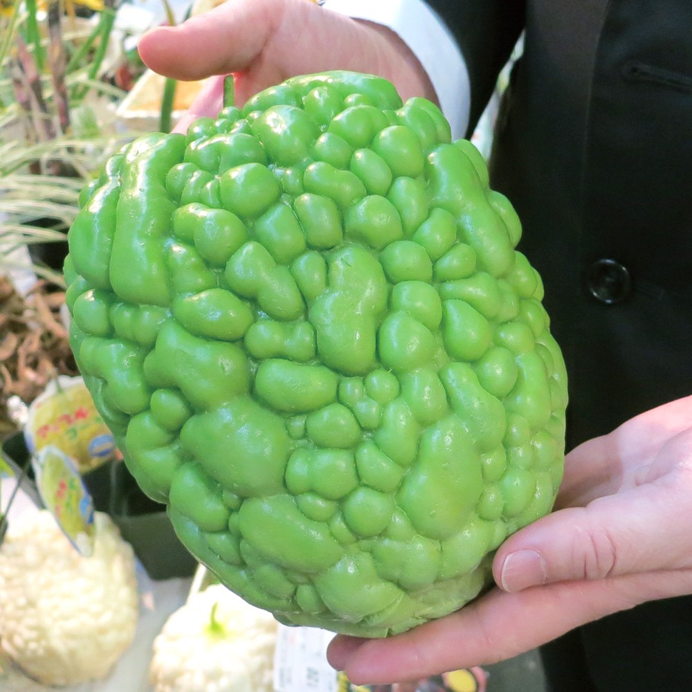 実生野菜苗 ゴーヤ グリーンアップルゴーヤR