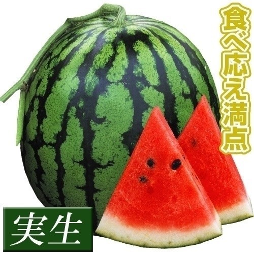 実生野菜苗 スイカ F1赤肉大玉
