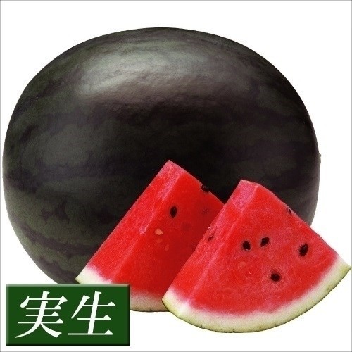 実生野菜苗 スイカ F1ゴスペル
