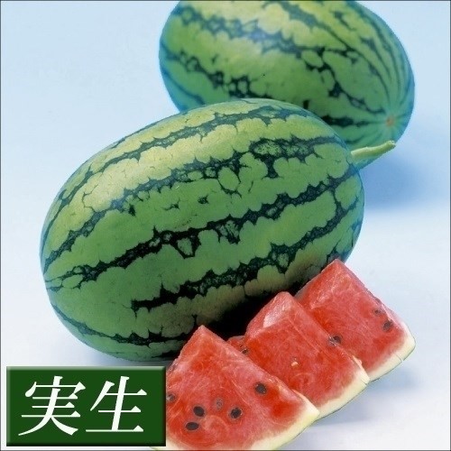 実生野菜苗 スイカ F1ハニーボール