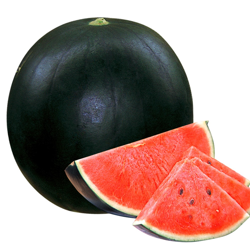 実生野菜苗 スイカ F1黒兵衛
