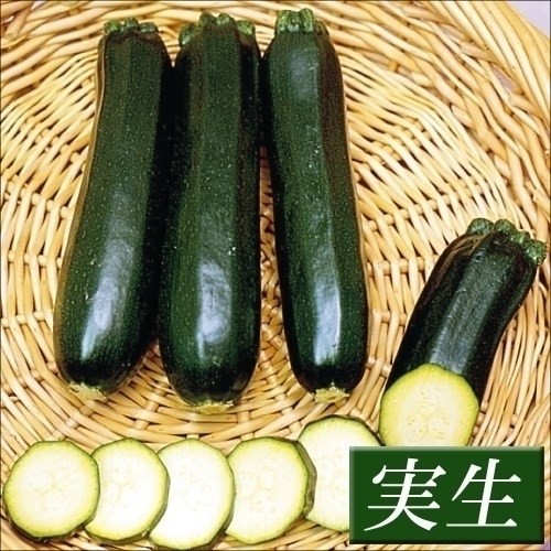 実生野菜苗 ズッキーニ F1モスグリーン