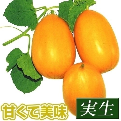 実生野菜苗 マクワウリ 金俵