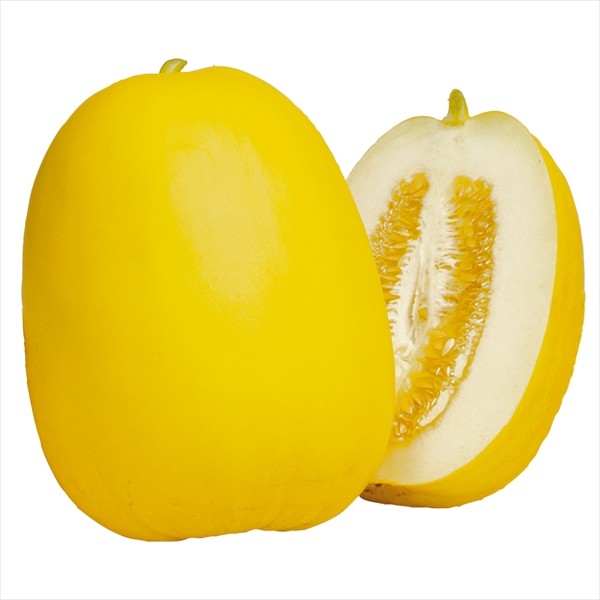 実生野菜苗 マクワウリ F1金太郎