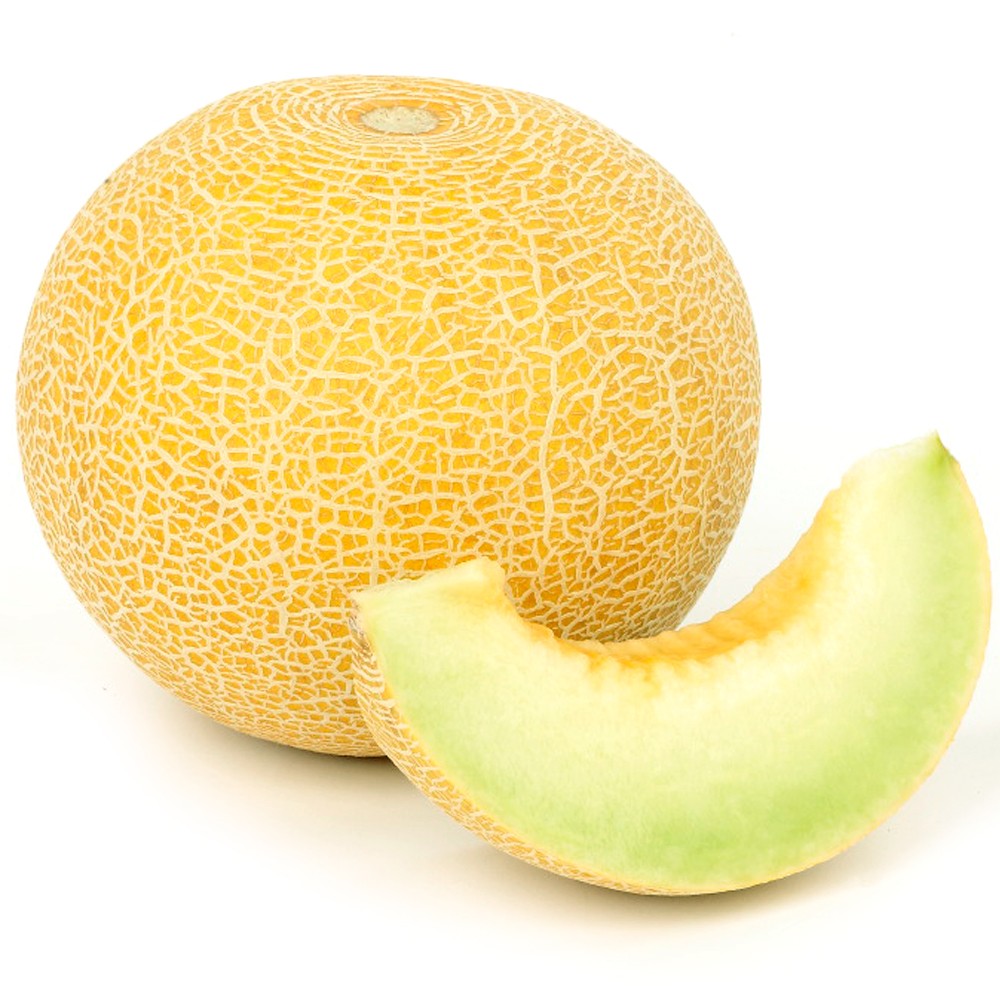 実生野菜苗 メロン F1ころたんR