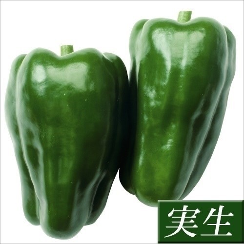 実生野菜苗 ピーマン F1京波