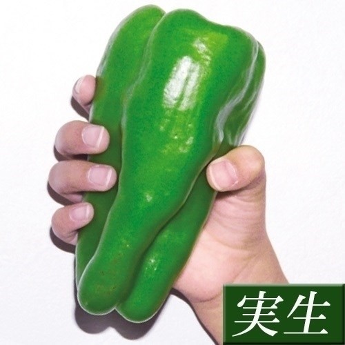 実生野菜苗 ピーマン F1スイートロング