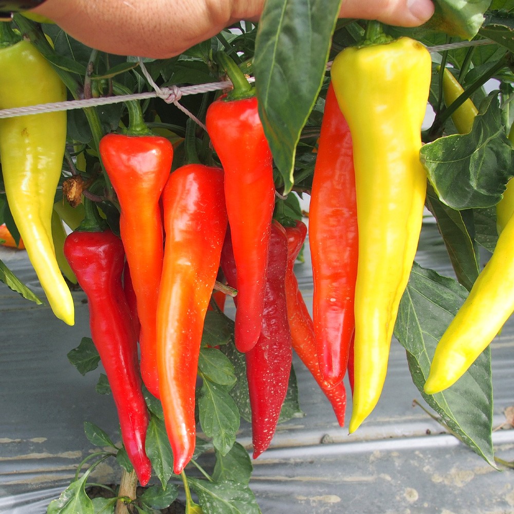 実生野菜苗 ピーマン F1バナナピーマンEX