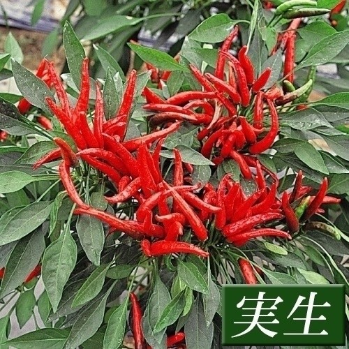 実生野菜苗 トウガラシ 鷹の爪とうがらし