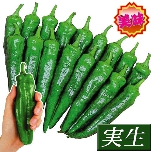 実生野菜苗 甘トウガラシ F1甘長キング