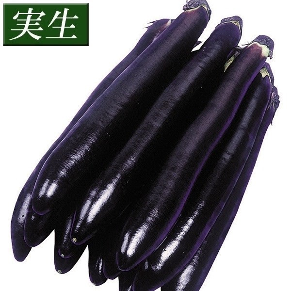 実生野菜苗 大長ナス F1大長黒茄子