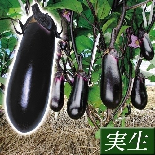 実生野菜苗 中長ナス F1黒味