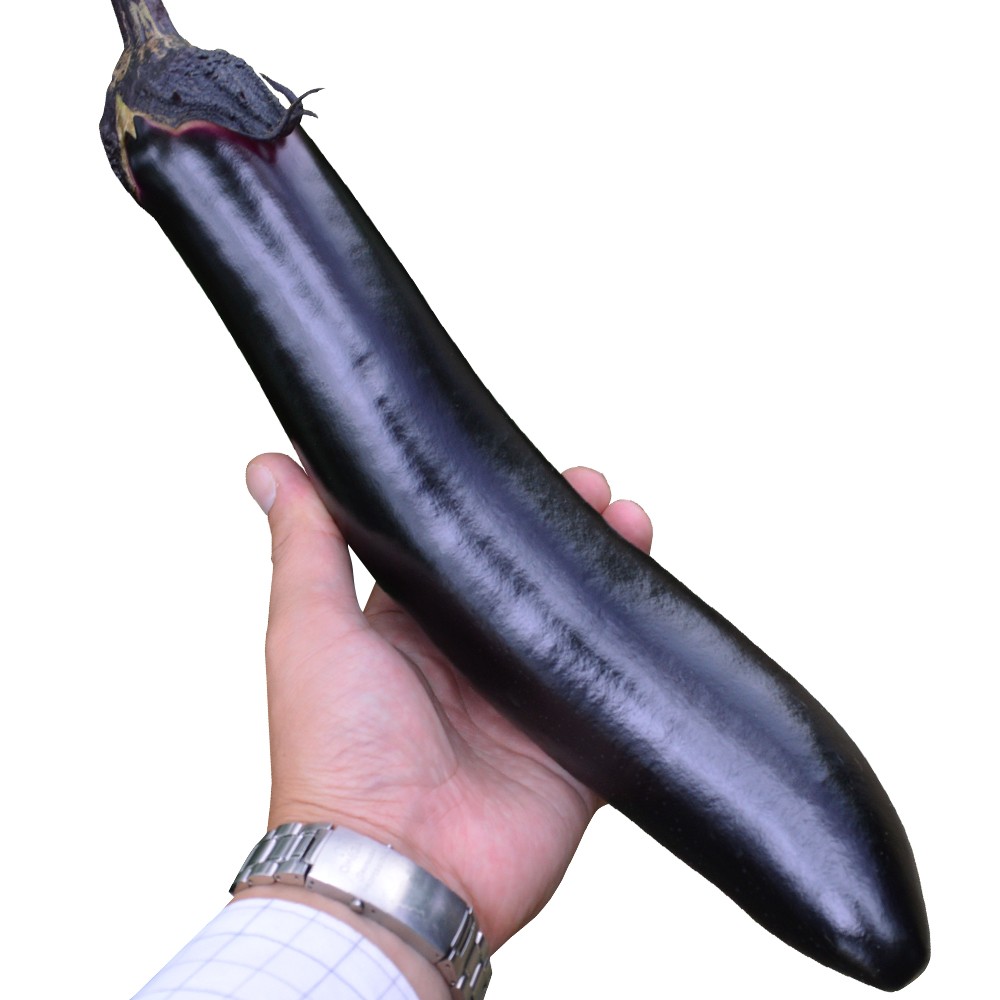 実生野菜苗 ナス F1ふんわりなす