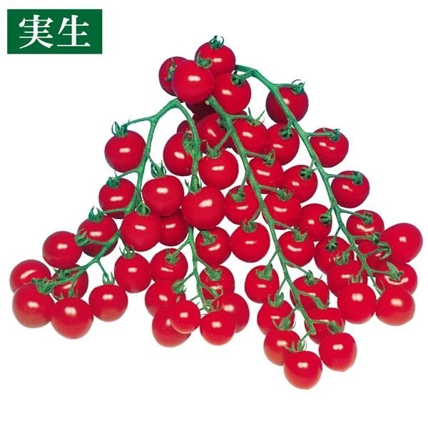 実生野菜苗 ミニトマト F1こくうまチェリー