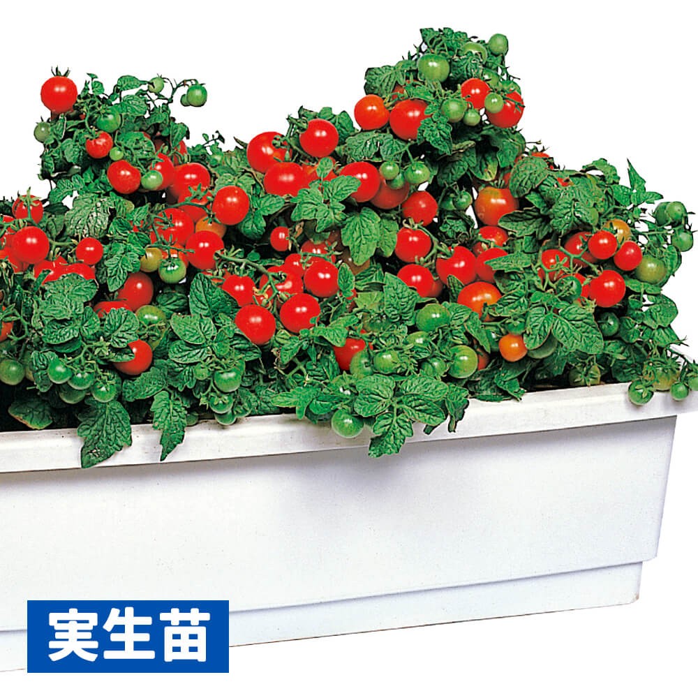 実生野菜苗 ミニトマト ちび助