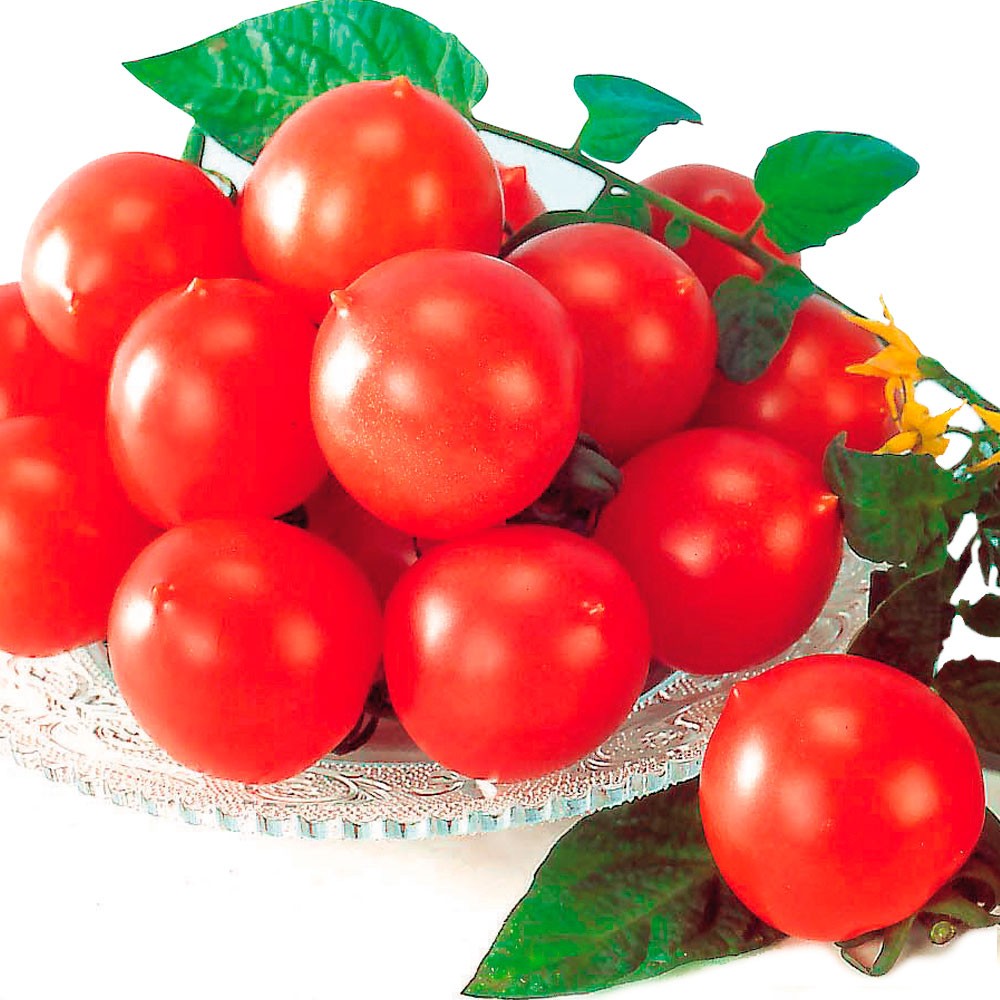 実生野菜苗 中玉トマト F1甘熟むすめ