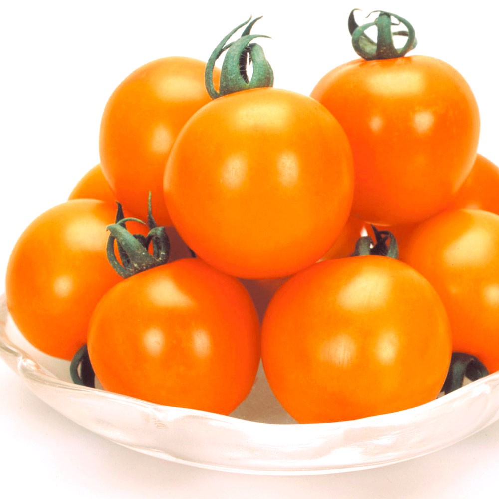 実生野菜苗 中玉トマト F1オレンジボール