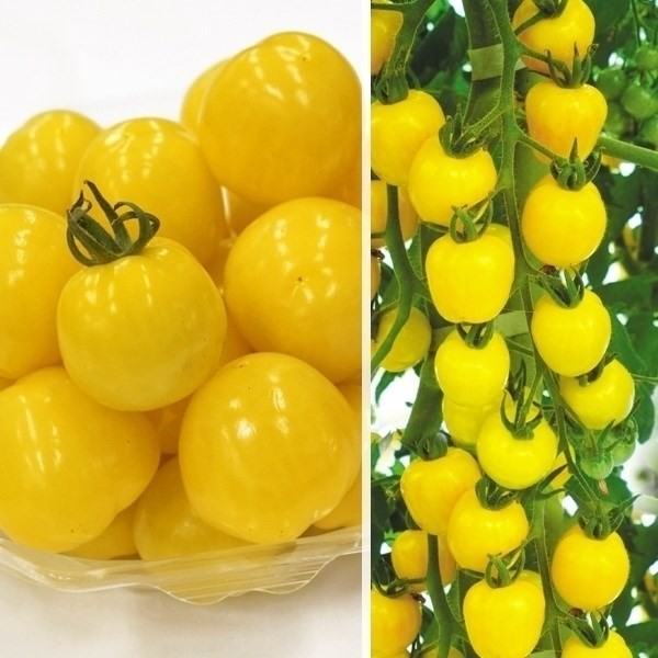 実生野菜苗 ミニトマト F1ＣＦプチぷよ イエロー