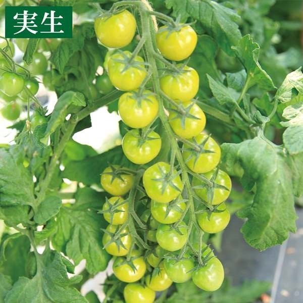 実生野菜苗 ミニトマト F1ＣＦプチぷよグリーン