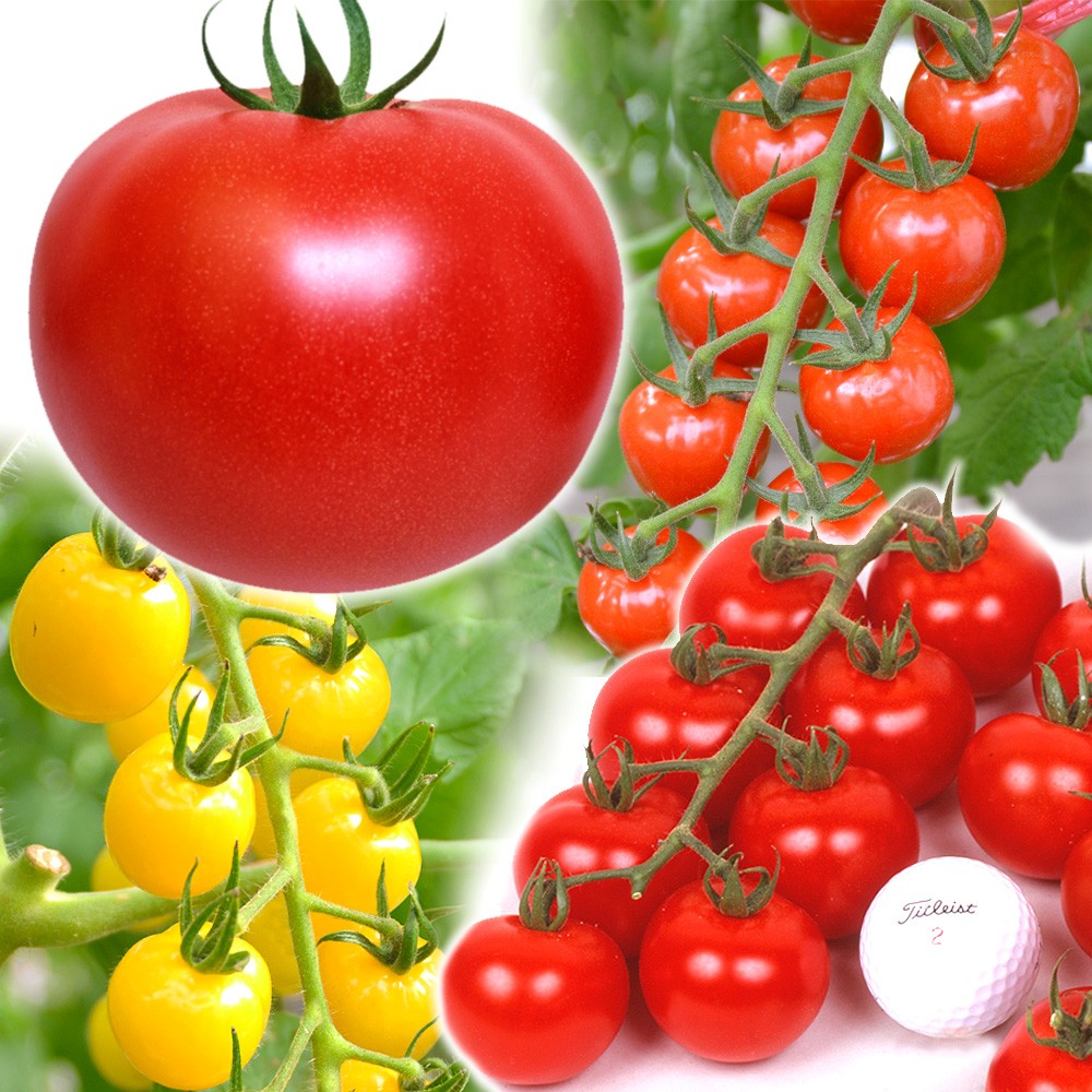 実生野菜苗 トマト 実生トマト苗お試しセット 4種4株（送料無料）