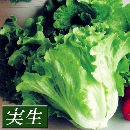 実生野菜苗 レタス サラダレタス