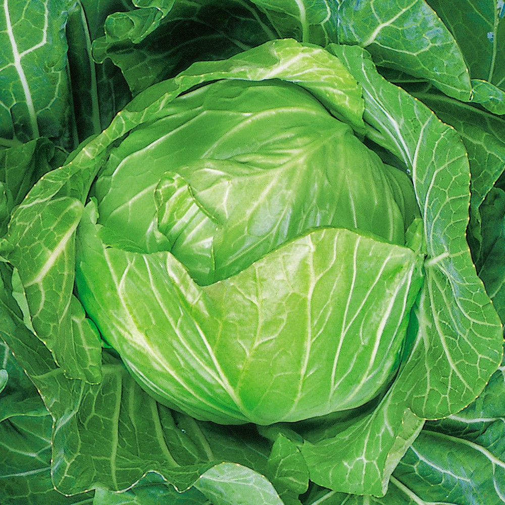実生野菜苗 キャベツ F1やわらかんらん