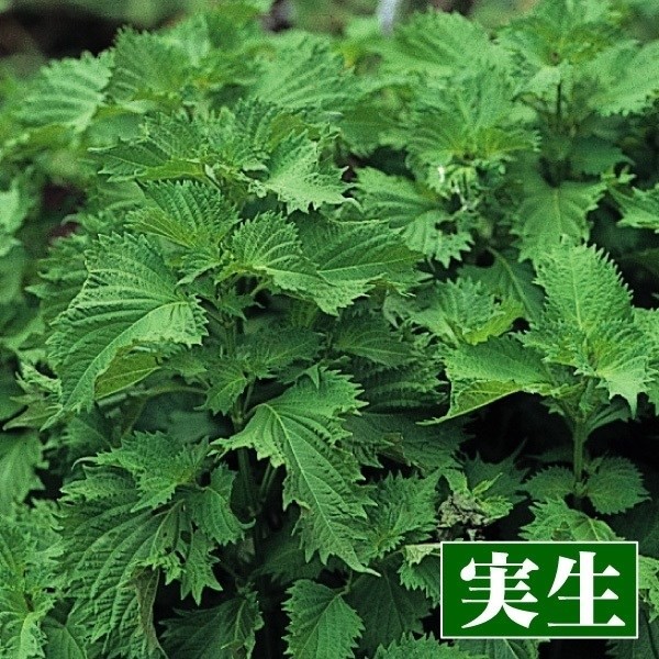実生野菜苗 コンパニオンプランツ 青ちりめんしそ
