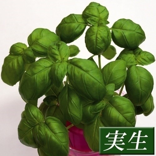 実生野菜苗 コンパニオンプランツ バジル