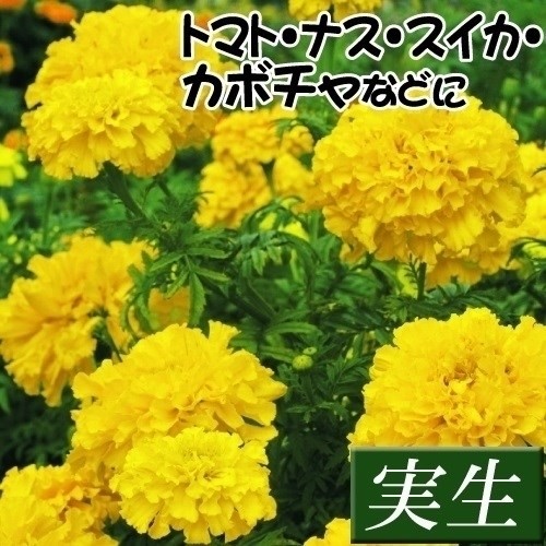 実生野菜苗 コンパニオンプランツ 高性マリーゴールド