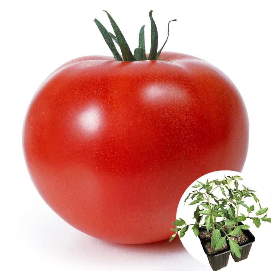 接木4連ポット野菜苗 大玉トマト 接木4連F1ホーム桃太郎R 4株