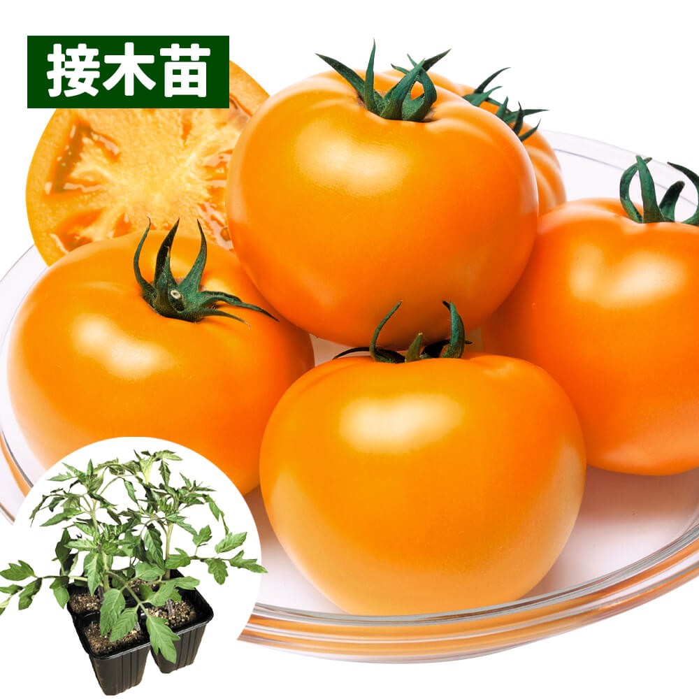 接木4連ポット野菜苗 大玉トマト 接木4連F1桃太郎ゴールドR （農林水産省種苗登録品種 登録名：YE004） 4株