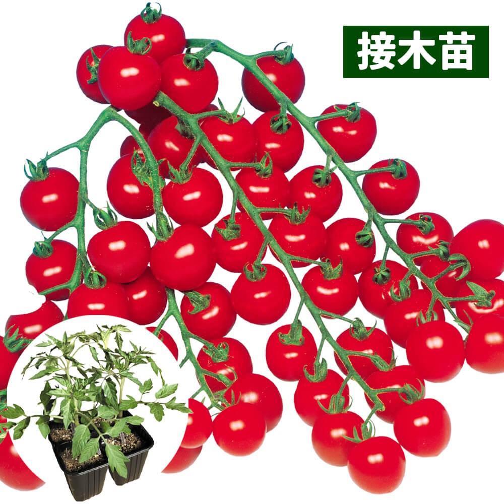 接木4連ポット野菜苗 ミニトマト 接木4連F1こくうまチェリー 4株