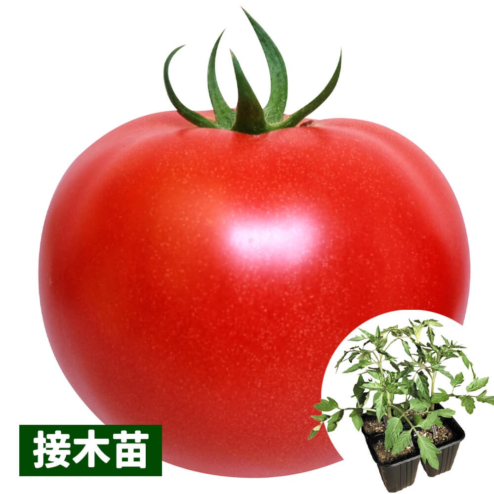 接木4連ポット野菜苗 大玉トマト 接木4連F1こくうまパーフェクトEX 4株