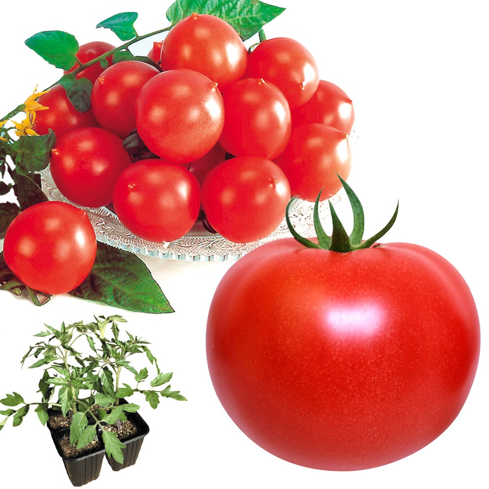 接木4連ポット野菜苗 接木4連人気トマトセット 2種8株（送料無料）