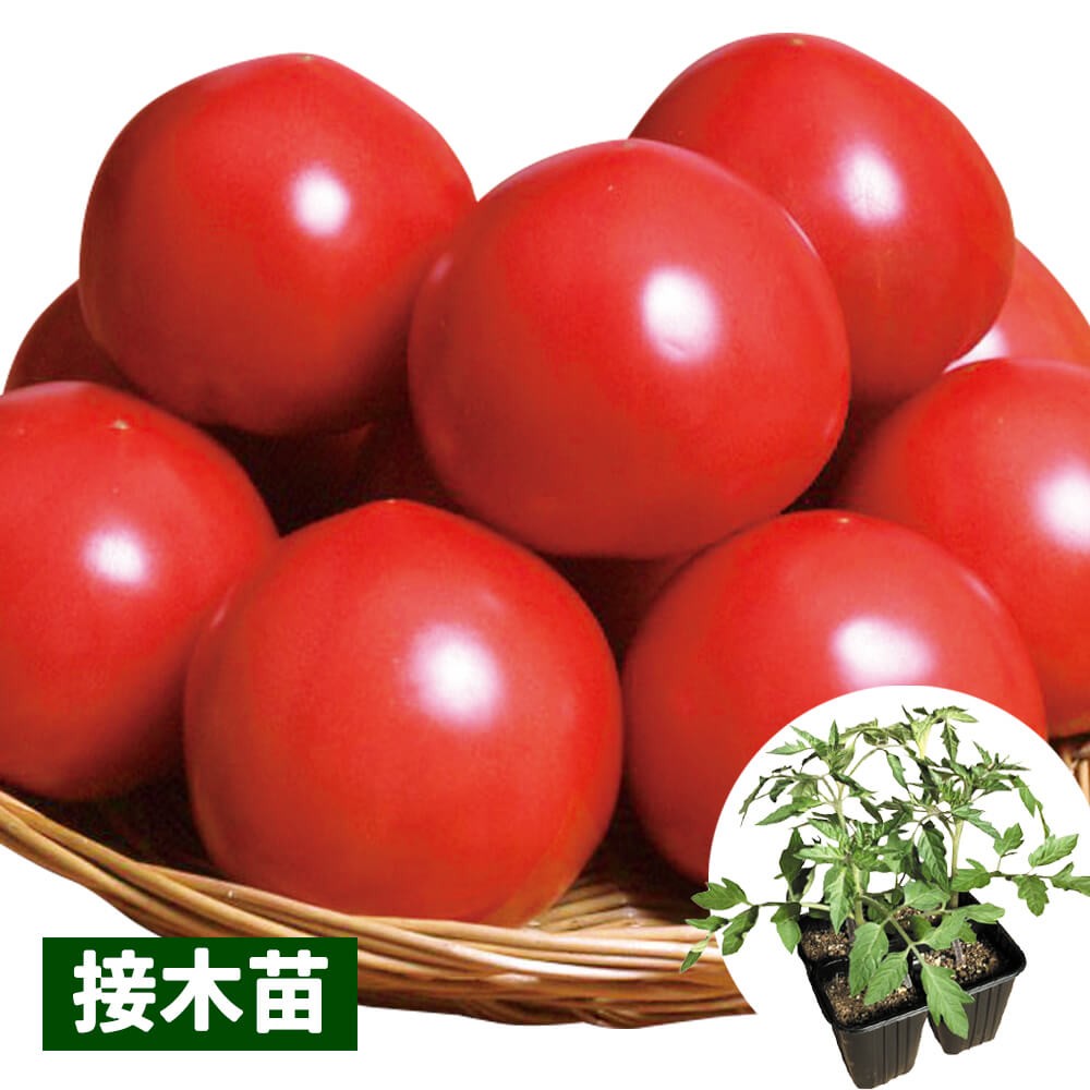 接木4連ポット野菜苗 大玉トマト 接木4連F1パルトPVP（農林水産省登録品種 登録名：SAKTOM011） 4株