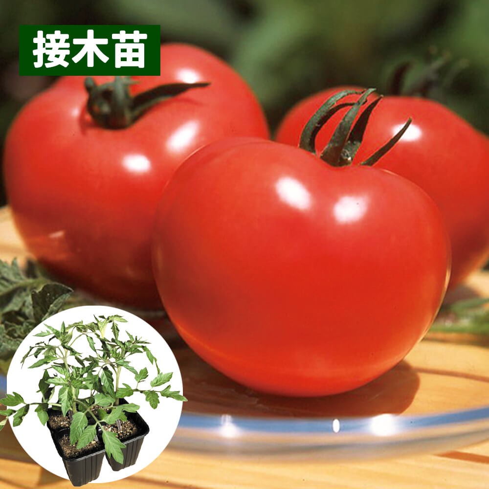 接木4連ポット野菜苗 大玉トマト 接木4連麗夏 4株