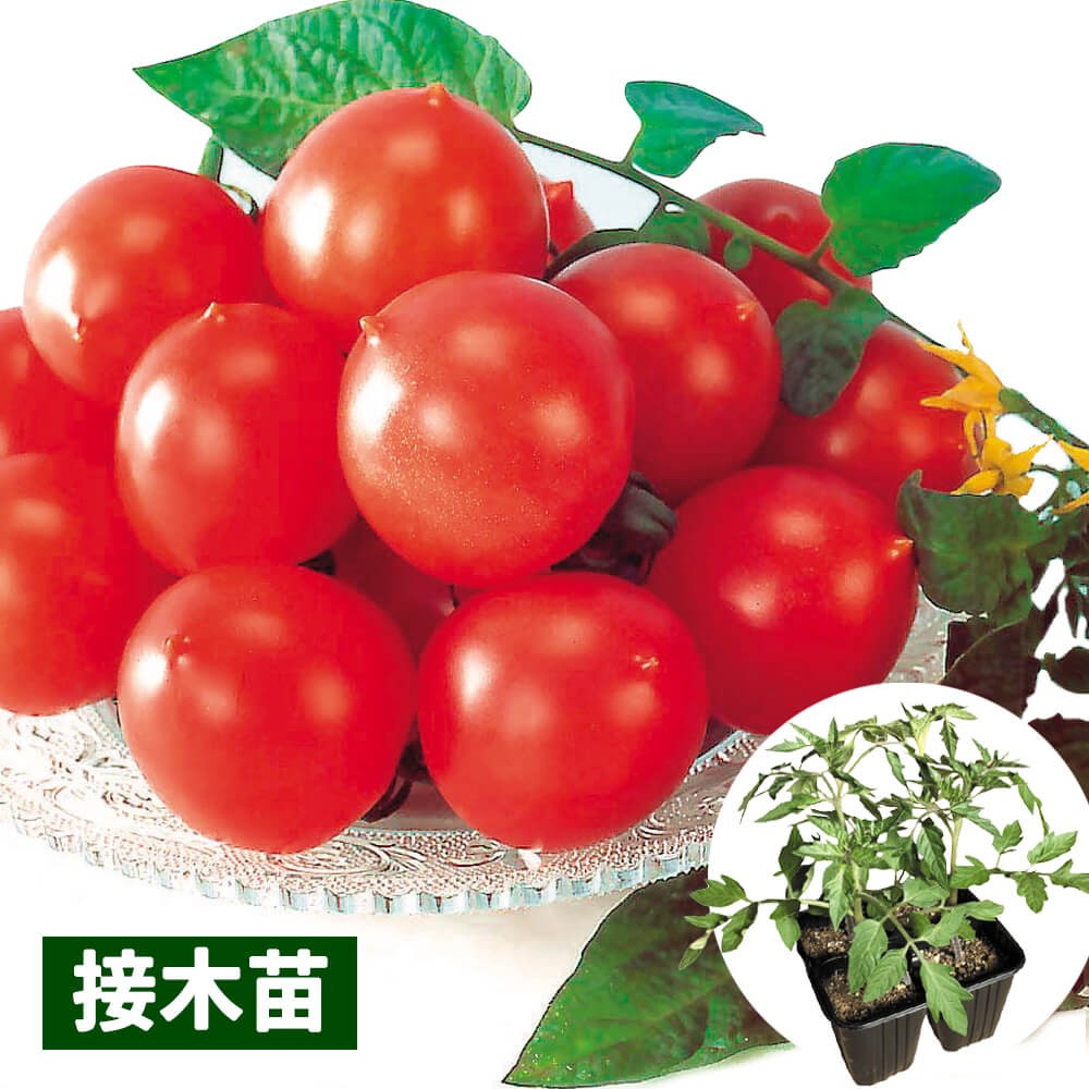 接木4連ポット野菜苗 中玉トマト 接木4連F1甘熟むすめ 4株