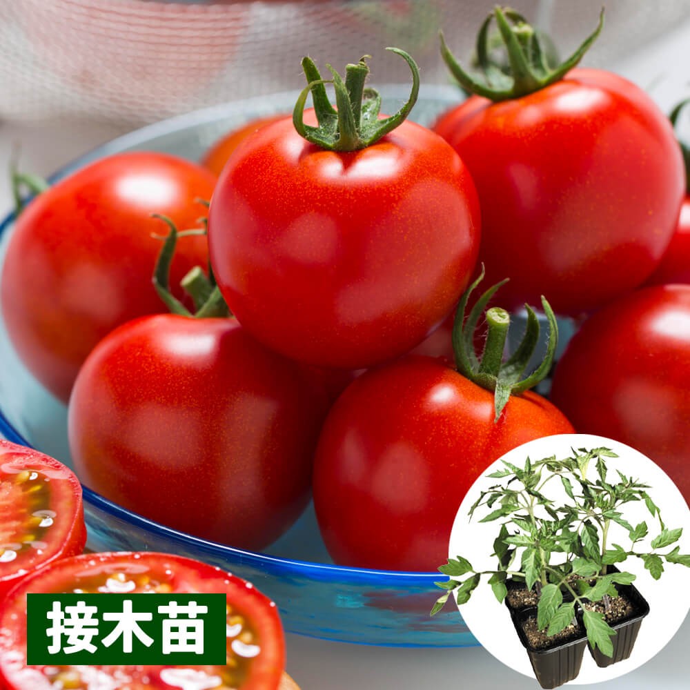 接木4連ポット野菜苗 中玉トマト 接木4連F1フルティカR（農林水産省登録品種 登録名：タキイミディ195） 4株
