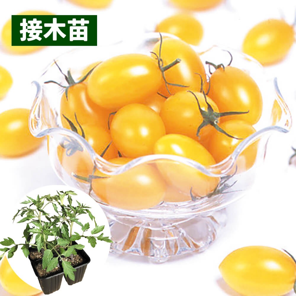 接木4連ポット野菜苗 ミニトマト 接木4連F1イエローアイコ 4株