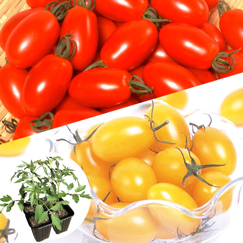 接木4連ポット野菜苗 接木4連アイコセット 2種8株（送料無料）