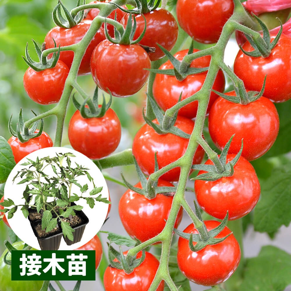 接木4連ポット野菜苗 ミニトマト 接木4連F1ＣＦプチぷよⅡ 4株