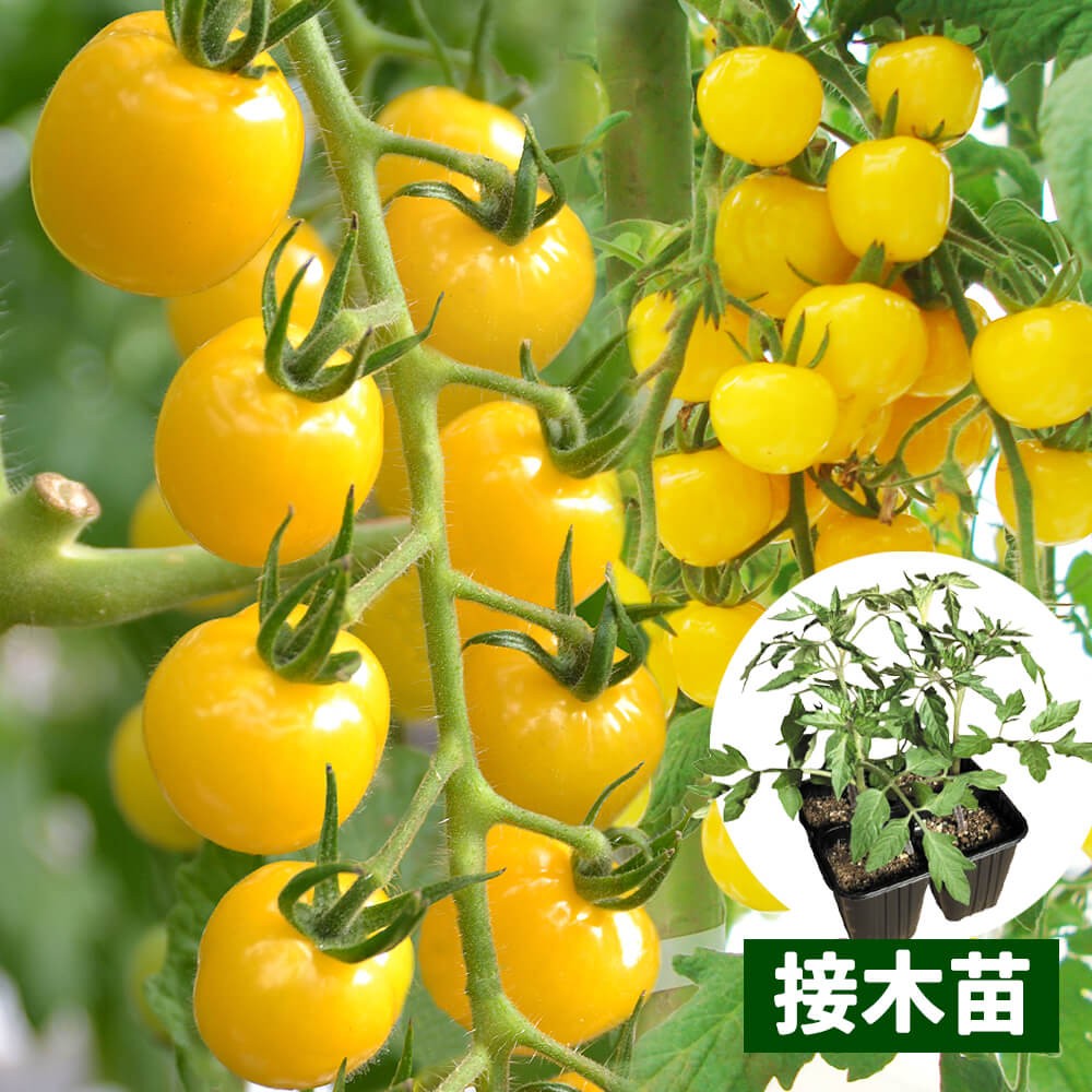 接木4連ポット野菜苗 ミニトマト 接木4連F1ＣＦプチぷよ イエロー 4株