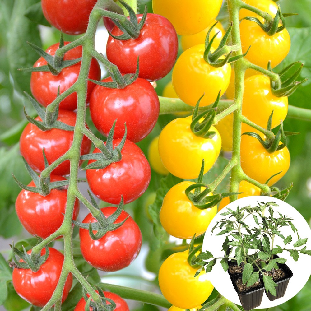 接木4連ポット野菜苗 接木4連プチぷよ赤黄セット 2種8株（送料無料）