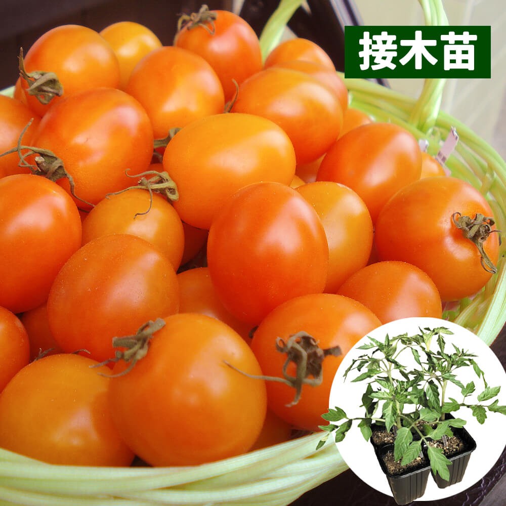 接木4連ポット野菜苗 ミニトマト 接木4連F1ゴールデンハニー 4株