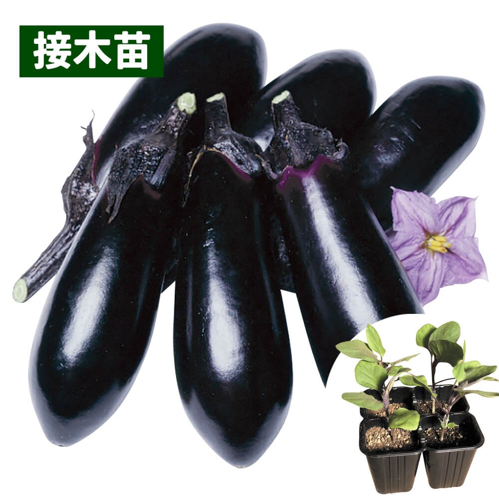 接木4連ポット野菜苗 中長ナス 接木4連F1千両二号 4株